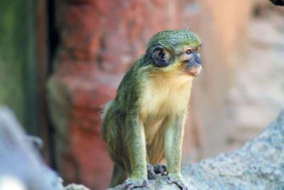 monkey sit on a tree