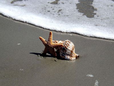 seashell on the beach