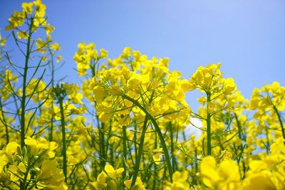 yelllow field of flowers