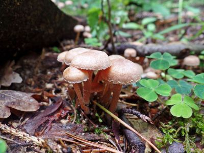 mushrooms growing out of ground