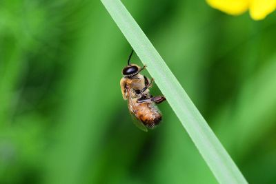 lonely honey bee on blade