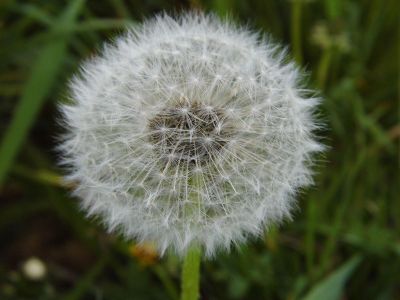 white fluffy flower