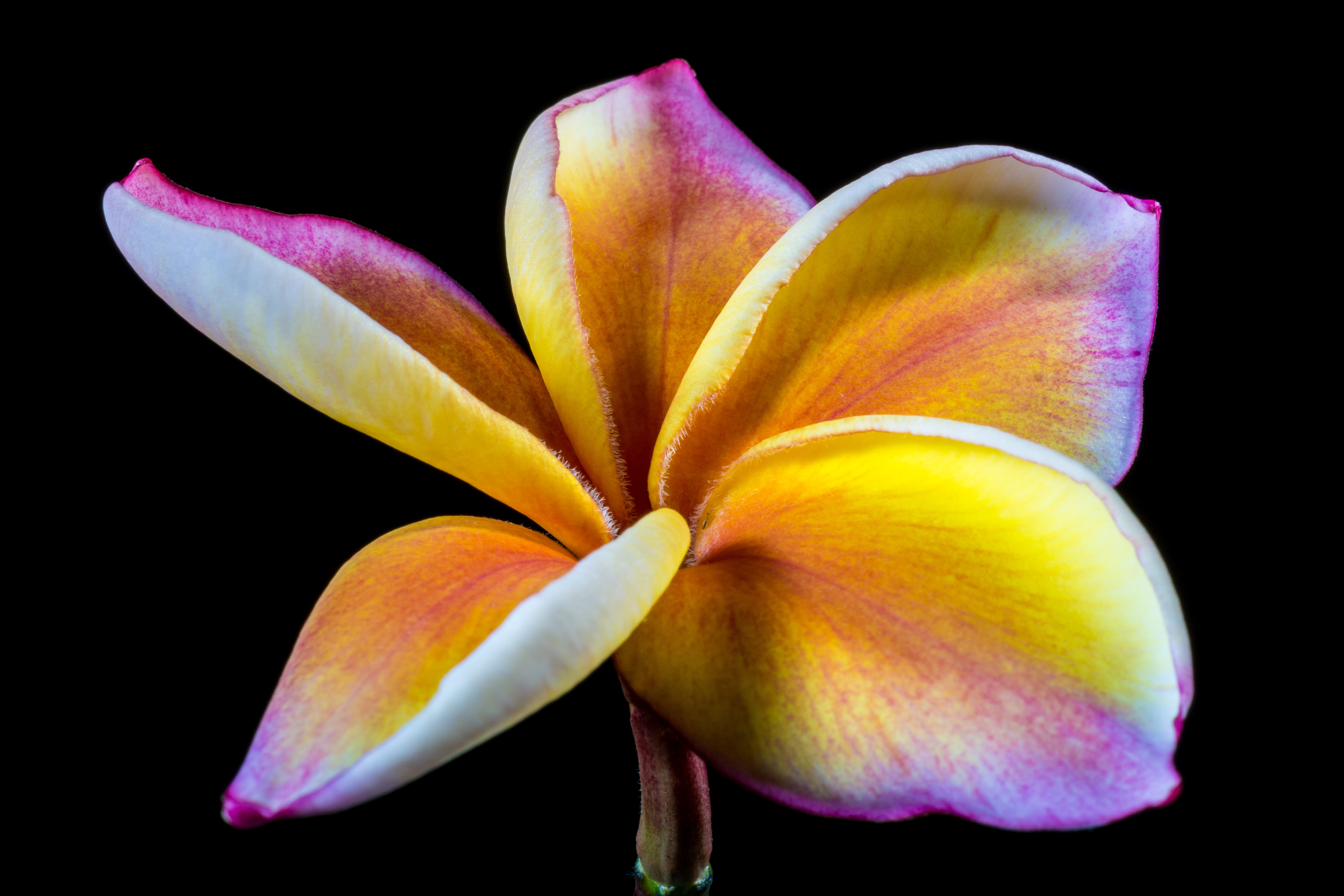 From Exotic Flowers in Wallpaper Wizard — HD Desktop Background With golden champa  flower