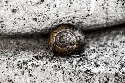 a brown snail resting by rocks