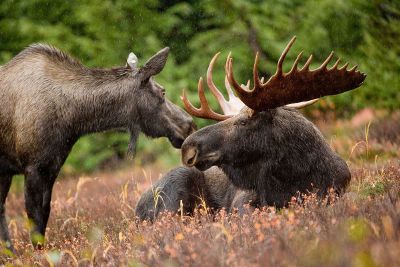 two moose in the grass