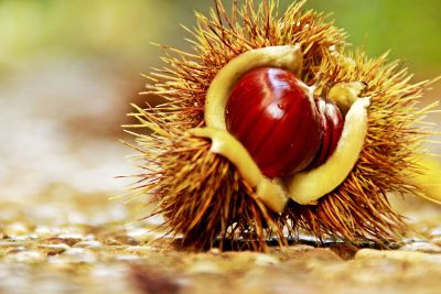 spiky seed on the ground