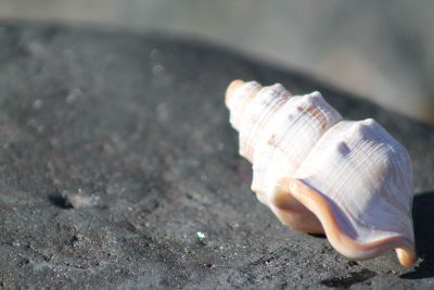 sea shell on a rock