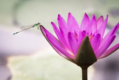 flower with dragon fly
