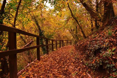 fall trail