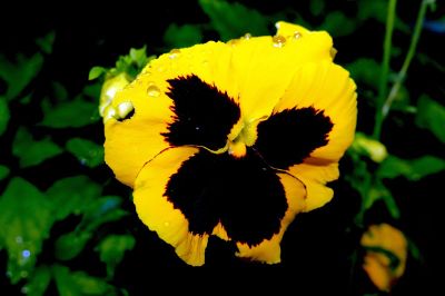 petunia closeup