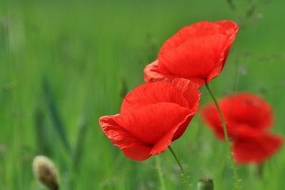 red flowers in bloom