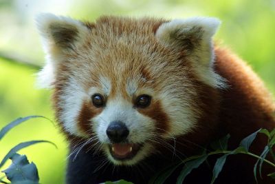 red panda in leaves