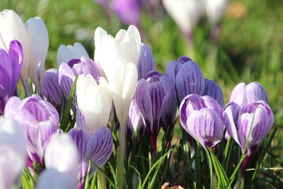 purple and white tulips