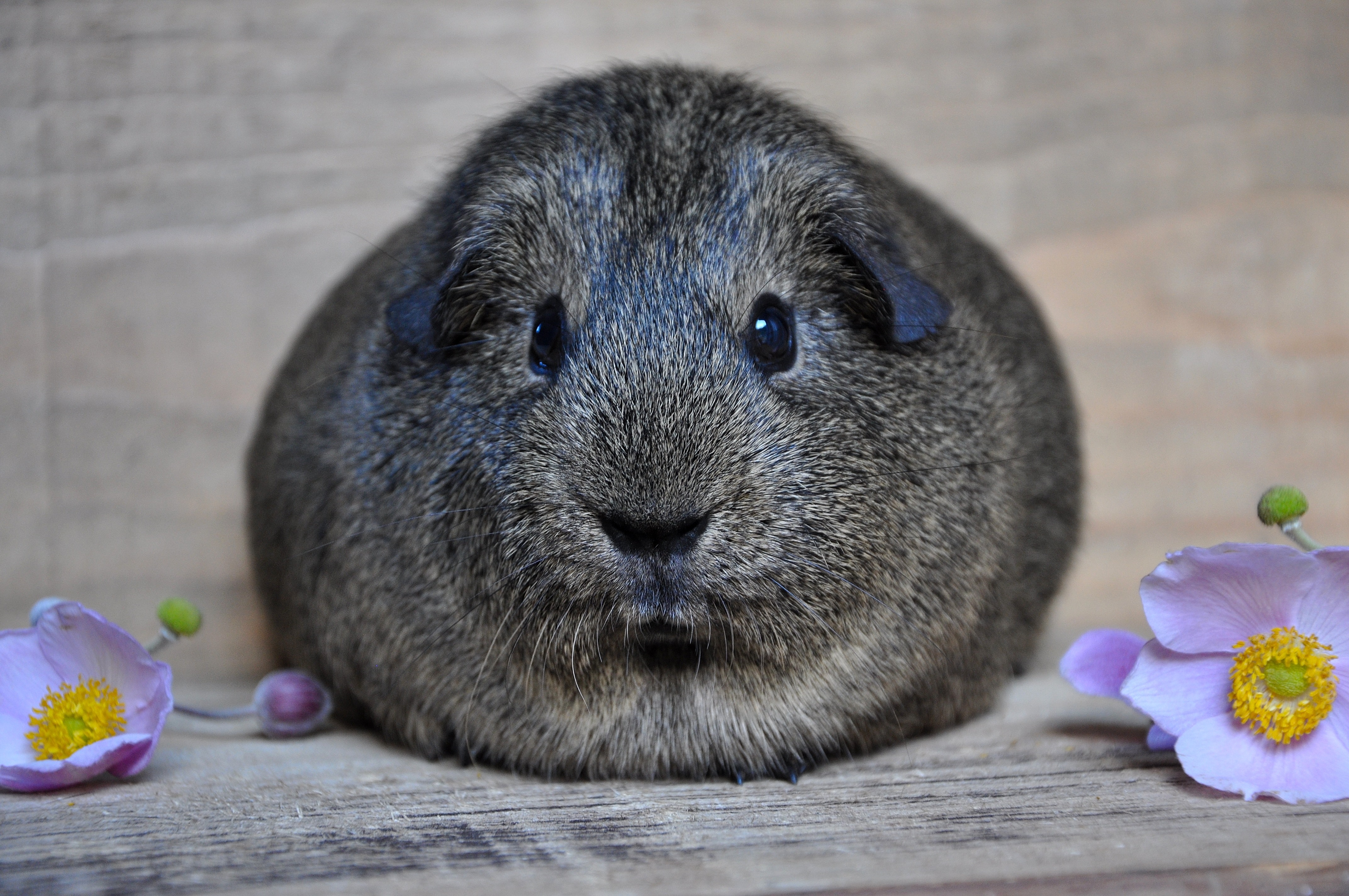 Grey agouti hot sale guinea pig