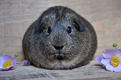 guinea pig with flowers