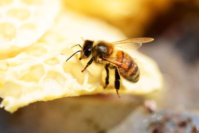 close up bee on honeycomb