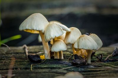 group of mushrooms growing from wood