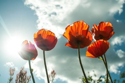 poppys in the wind