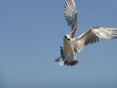 seagulls with outstretched wings