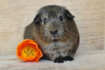 brown guinea pig with a flower