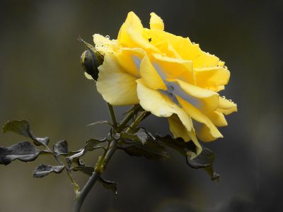 close up yellow rose side view