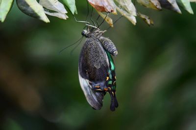 butterfly hanging upside down from leaves