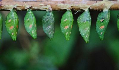 leaves in a row