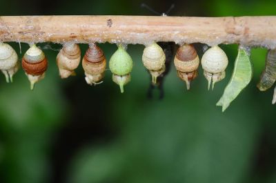 cacoons on a branch