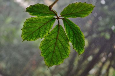 leaf in the forest