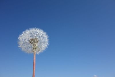 dandelion sky