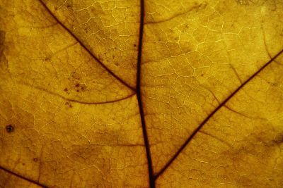 yellow autumn leaf