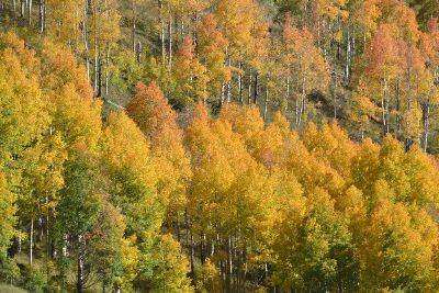 forest foliage in autumn