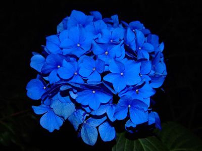 blue hydrangea bouquet