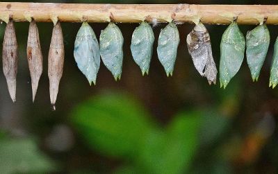 cocoons on a tree branch