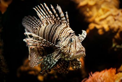 swimming lion fish