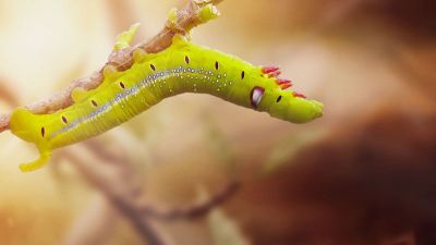 caterpillar on branch