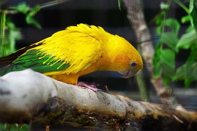 parrot on a tree