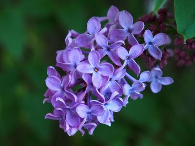 purple flower on tree branch