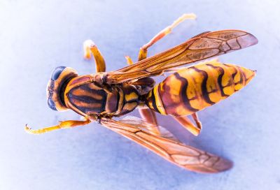 deadly yellow wasp