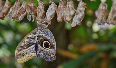 butterfly emerging from cocoon