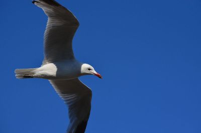 seagull flying in sky