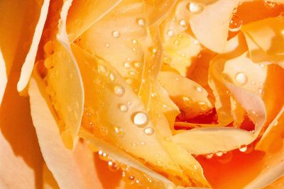 close up orange rose with raindrops