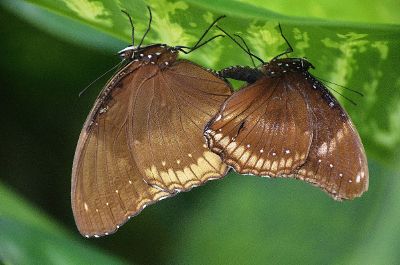 two moths on a leaf