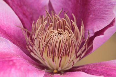 pink flower stems