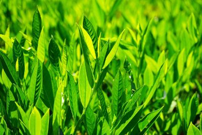 green plants growing in a field