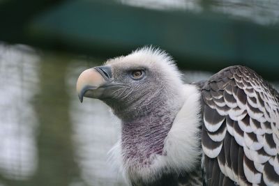 stern vulture