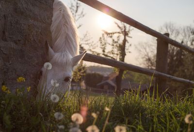 horse in sunset