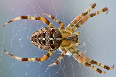 just a spider