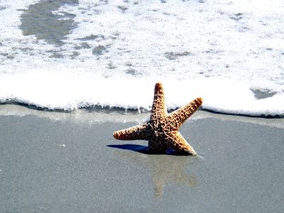 starfish on the beach