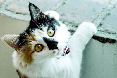 calico cat